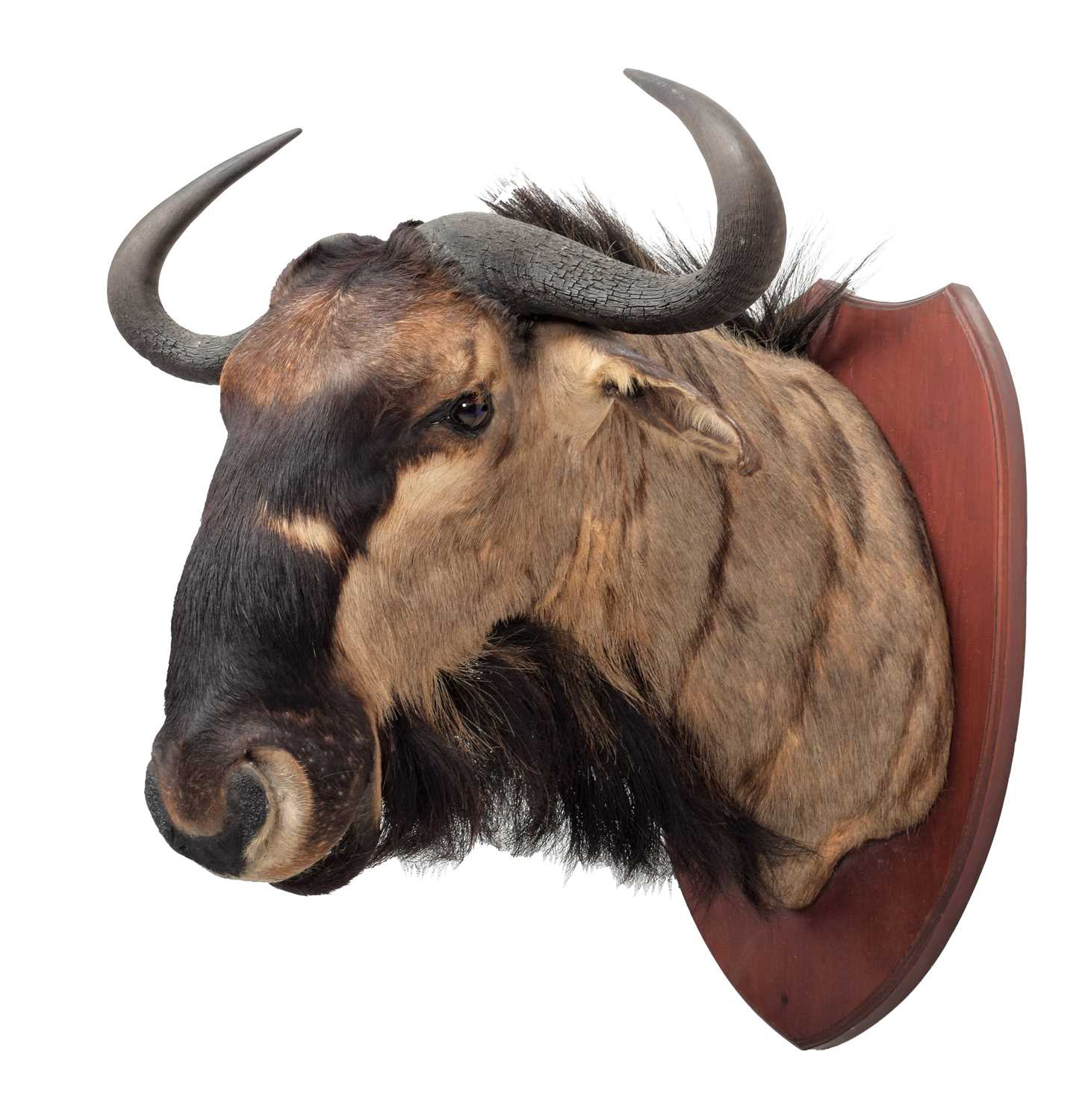 Lot 2034 - Taxidermy: Johnston's Wildebeest (Connochaetes...