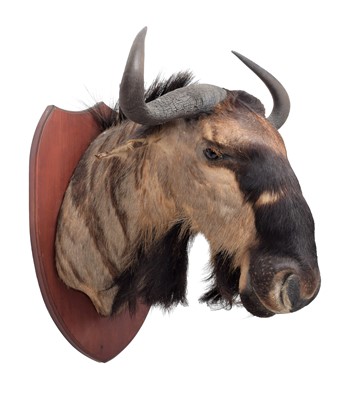 Lot 2034 - Taxidermy: Johnston's Wildebeest (Connochaetes...