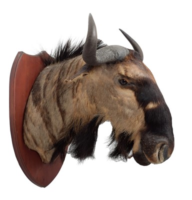 Lot 2034 - Taxidermy: Johnston's Wildebeest (Connochaetes...