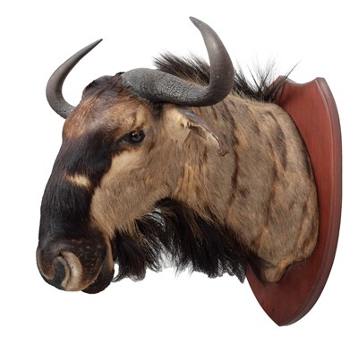 Lot 2034 - Taxidermy: Johnston's Wildebeest (Connochaetes...