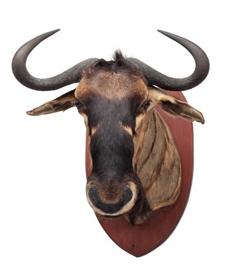 Lot 2034 - Taxidermy: Johnston's Wildebeest (Connochaetes...