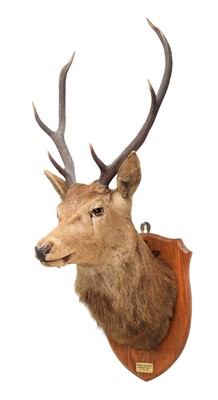 Lot 2259 - Taxidermy: A Scottish Red Deer (Cervus elaphus...