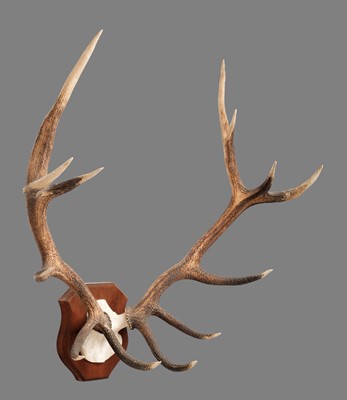 Lot 1229 - Antlers/Horns: A Set of Red Deer Antlers...