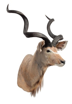 Lot 2083 - Taxidermy: Cape Greater Kudu (Strepsiceros...