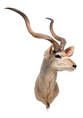 Lot 1281 - Taxidermy: Cape Greater Kudu (Strepsiceros...