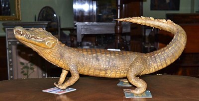 Lot 447 - A Caiman, full mount, circa 1930