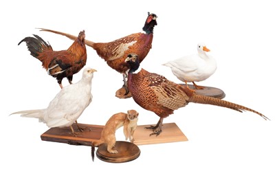 Lot 1279 - Taxidermy: A Group of Game Birds, circa late...