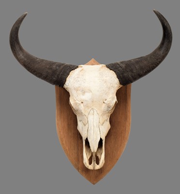 Lot 2016 - Skulls/Horns: Cape Buffalo Skull on Shield...