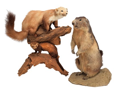 Lot 1239 - Taxidermy: Alpine Marmot, Polecat & Pine...