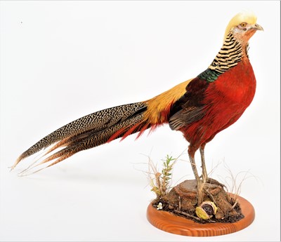 Lot 1317 - Taxidermy: A Golden Pheasant (Chrysolophus...