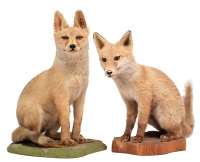 Lot 1254 - Taxidermy: A Pair of European Red Fox Cubs...