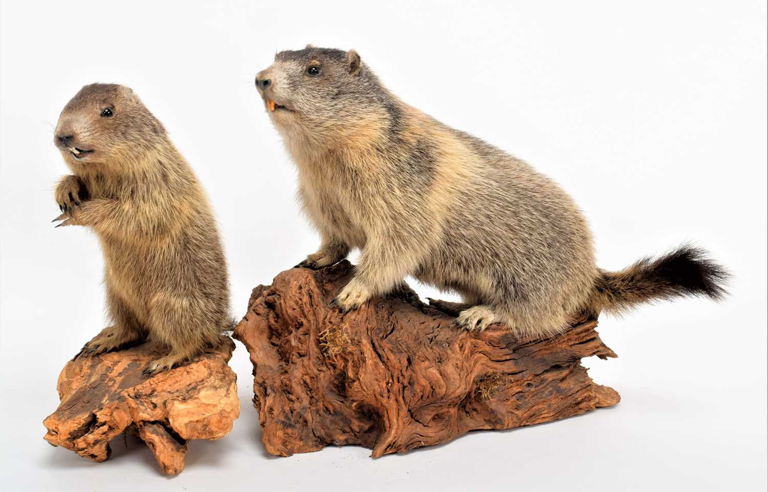 Lot 1120 - Taxidermy: Two Juvenile Alpine Marmots...