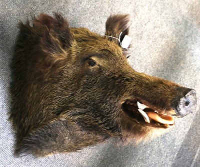 Lot 1234 - Taxidermy: European Wild Boar (Sus scrofa),...