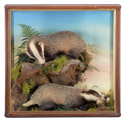 Lot 2038 - Taxidermy: A Cased Pair of Badger Cubs (Meles...