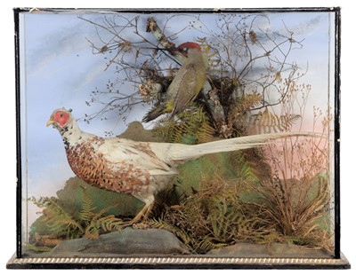 Lot 2087 - Taxidermy: A Late Victorian Cased Piebald...