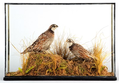 Lot Taxidermy: A Cased Pair of Northern Bobwhite...