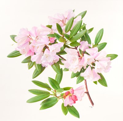 Lot 1010 - Raymond Booth (1929-2015) “Rhododendron...