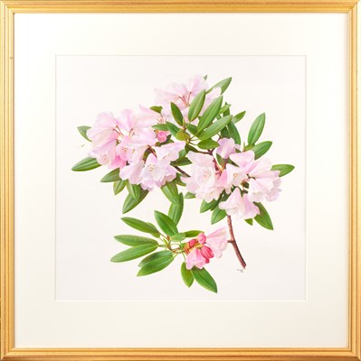 Lot 1010 - Raymond Booth (1929-2015) “Rhododendron...