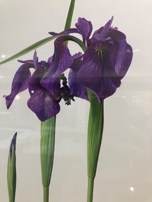 Lot 68 - Raymond Booth (1929-2015) Iris Ensata Signed,...