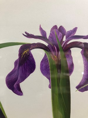 Lot 68 - Raymond Booth (1929-2015) Iris Ensata Signed,...