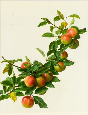 Lot 41 - Raymond Booth (1929-2015) “A Branch of Apples”...