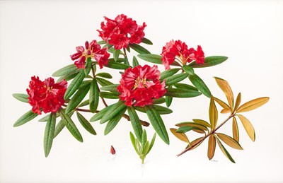 Lot 49 - Raymond Booth (1929-2015) “Rhododendron”...