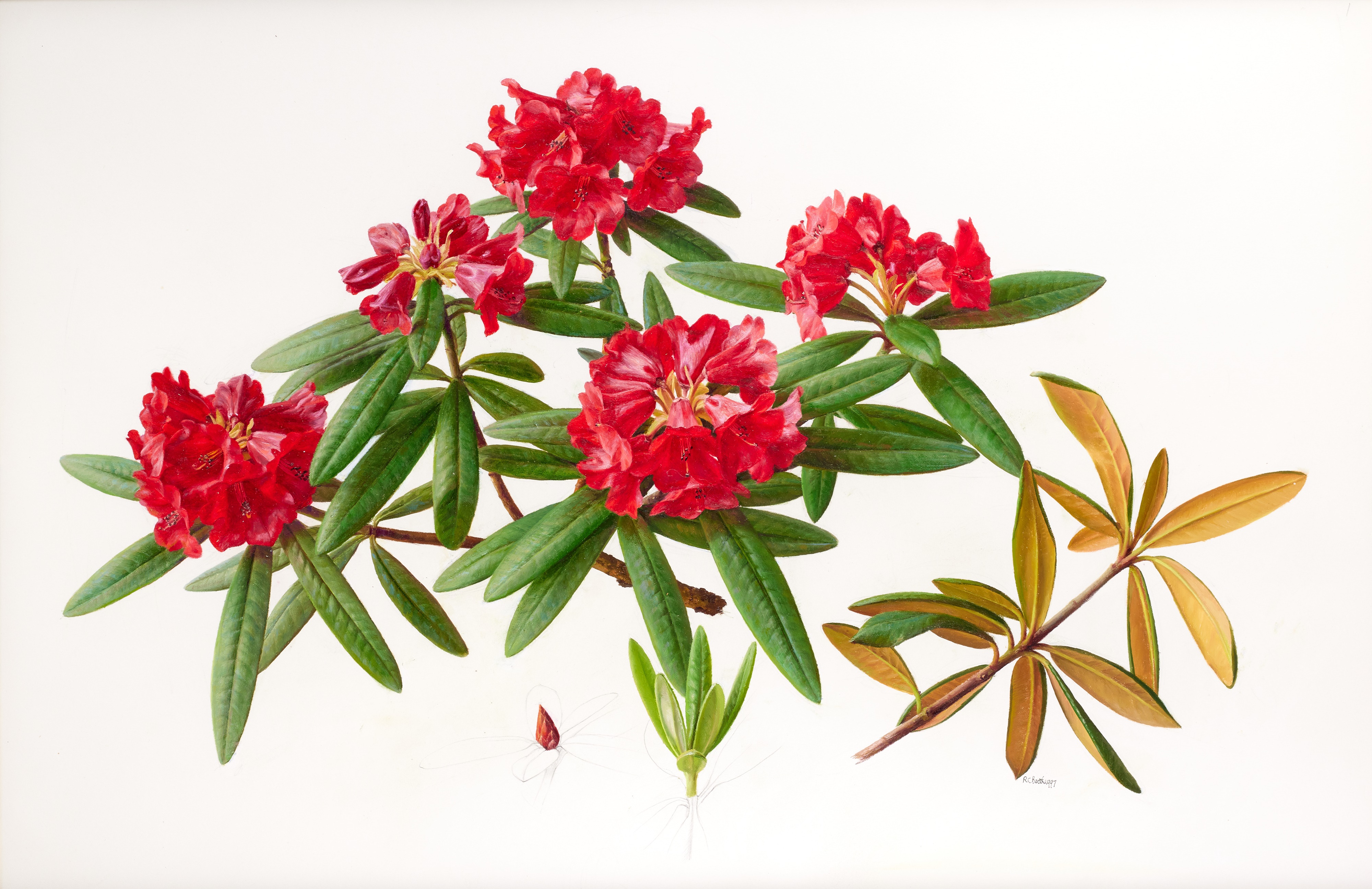 Lot 49 - Raymond Booth (1929-2015) “Rhododendron”