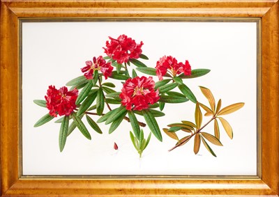Lot 49 - Raymond Booth (1929-2015) “Rhododendron”...