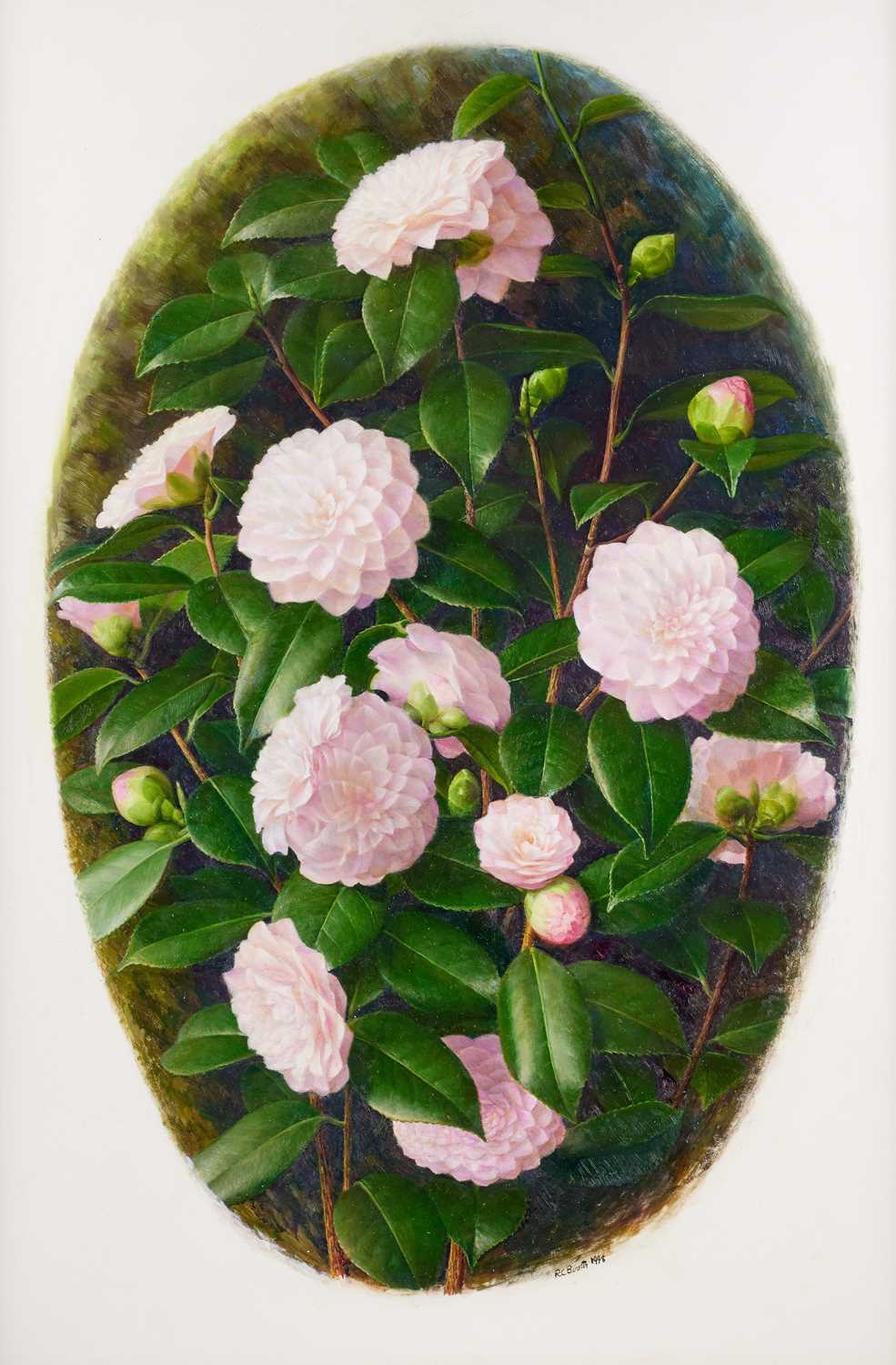 Lot 55 - Raymond Booth (1929-2015) Camellia “Nuccio’s...