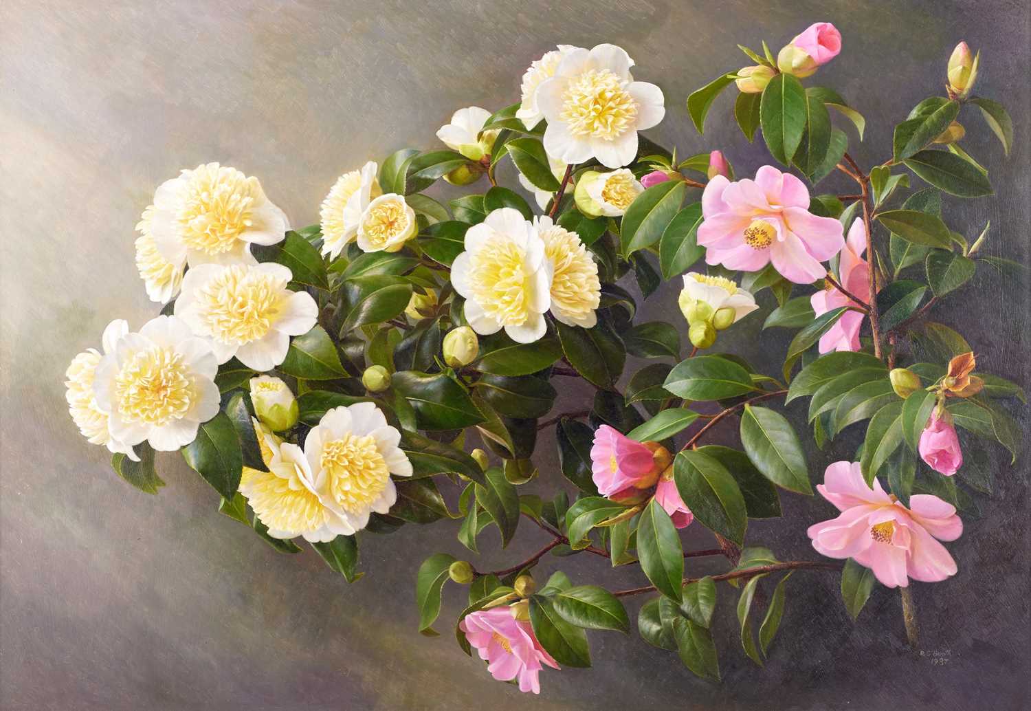 Lot 56 - Raymond Booth (1929-2015) “Camellias Jurys...