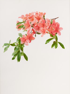 Lot 48 - Raymond Booth (1929-2015) “Rhodendron...