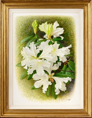 Lot 53 - Raymond Booth (1929-2015) “Rhododendron...
