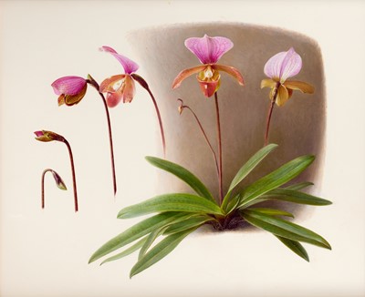 Lot 81 - Raymond Booth (1929-2015) “The Orchid...