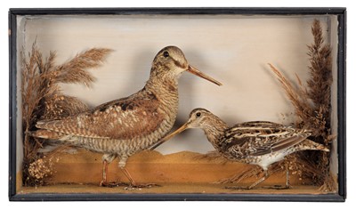 Lot 2031 - Taxidermy: A Victorian Cased Woodcock & Common...