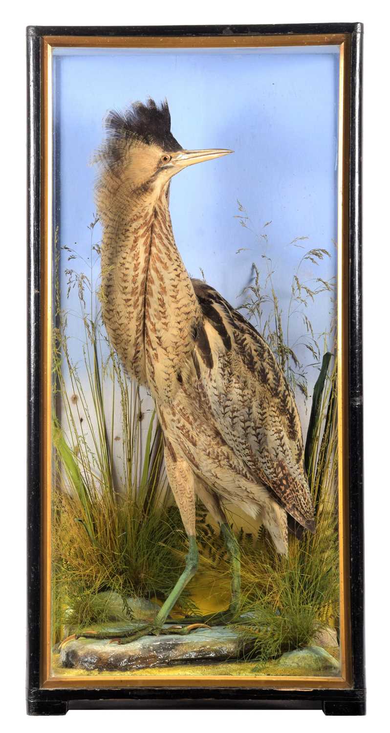 Lot 2042 - Taxidermy: A Cased Eurasian Bittern (Botaurus...