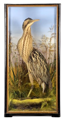 Lot 2294 - Taxidermy: A Cased Eurasian Bittern (Botaurus...