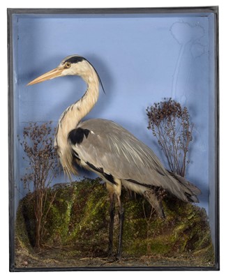 Lot 2082 - Taxidermy: A Late Victorian Cased Grey Heron...