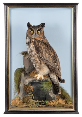 Lot 118 - Taxidermy: A Cased South American Great Horned...
