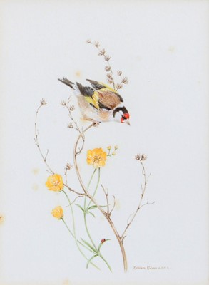 Lot 1345 - Kathleen Nelson (Contemporary) Gold finch on a...