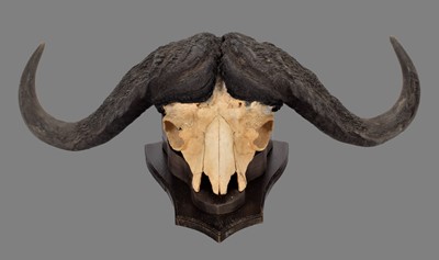 Lot 2048 - Horns/Skulls: South African Cape Buffalo...