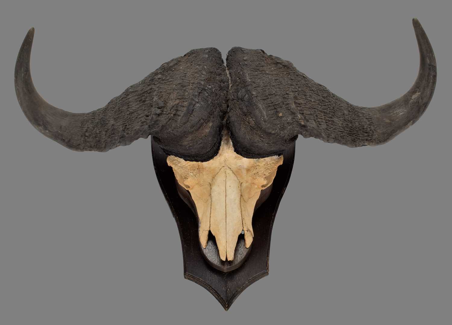 Lot 2048 Horns/Skulls South African Cape Buffalo