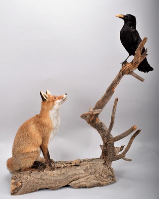 Lot 2049 - Taxidermy: A Curious Red Fox & Crow, circa...