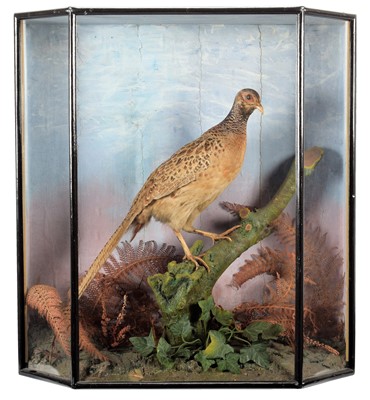 Lot 352 - Taxidermy: A Cased Hen Pheasant (Phasianus...