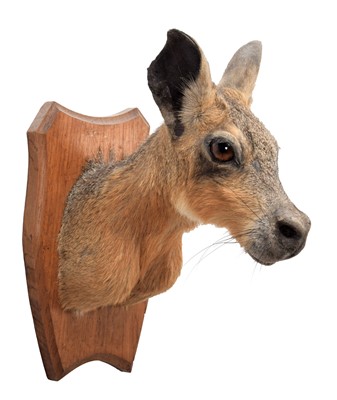 Lot 2019 - Taxidermy: A Patagonian Hare or Mara...