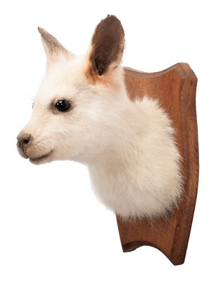 Lot 2006 - Taxidermy: A White Bennett's Wallaby...