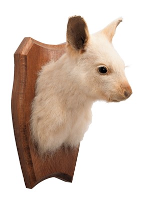 Lot 2057 - Taxidermy: A White Bennett's Wallaby...