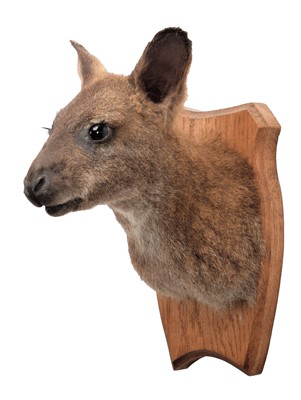 Lot 2059 - Taxidermy: A Bennett's Wallaby (Notamacropus...