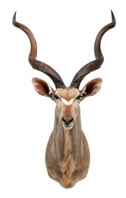 Lot 91 - Taxidermy: Cape Greater Kudu (Strepsiceros...
