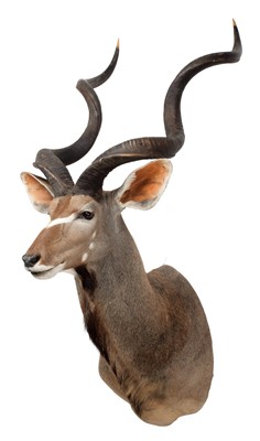 Lot 2037 - Taxidermy: Cape Greater Kudu (Strepsiceros...