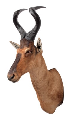 Lot 2052 - Taxidermy: Cape Red Hartebeest (Alcelaphus...